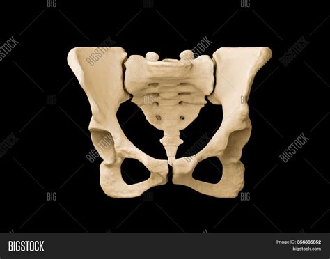 Pelvis Human Skeleton Image And Photo Free Trial Bigstock