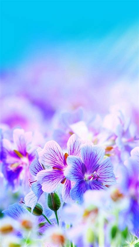 Most Beautiful Flowers Wallpapers On Wallpaperdog