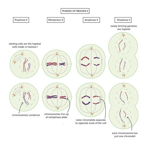 Identifying Stages Of Meiosis Superprof