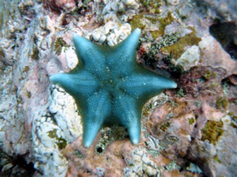 Bat Sea Star An Interesting Sea Star This One Wasnt As B Flickr