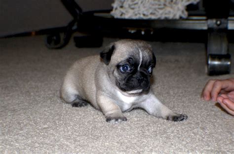 Small Pug Puppy Free Stock Photo Public Domain Pictures