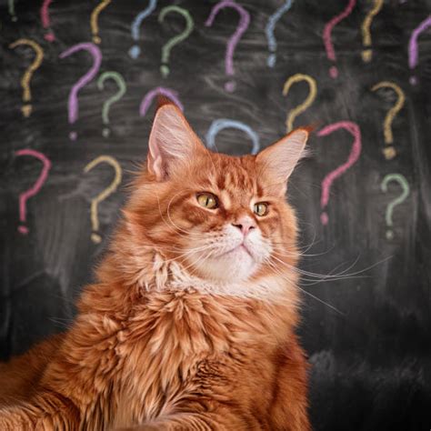 Questioning Cat Stock Photos Pictures And Royalty Free Images Istock