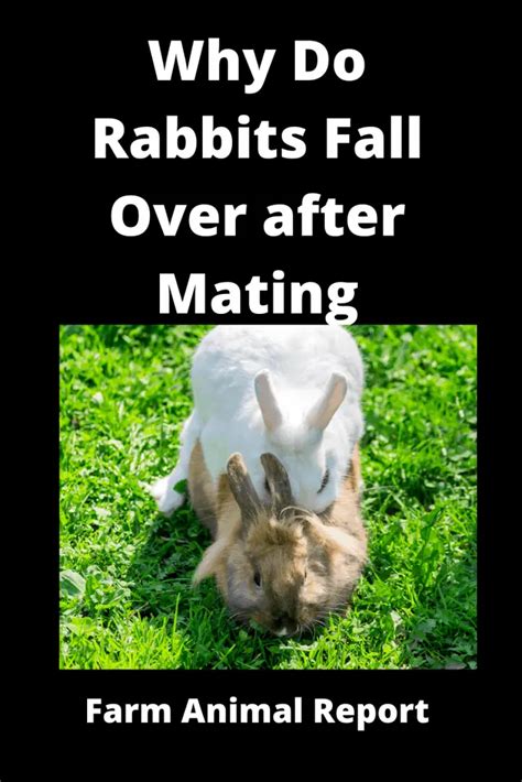 Rabbits Having Sex 2024 Why Do Male Rabbits Fall Over After Mating Pdf