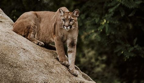 9 Year Old Girl Survives Cougar Attack In Washington State