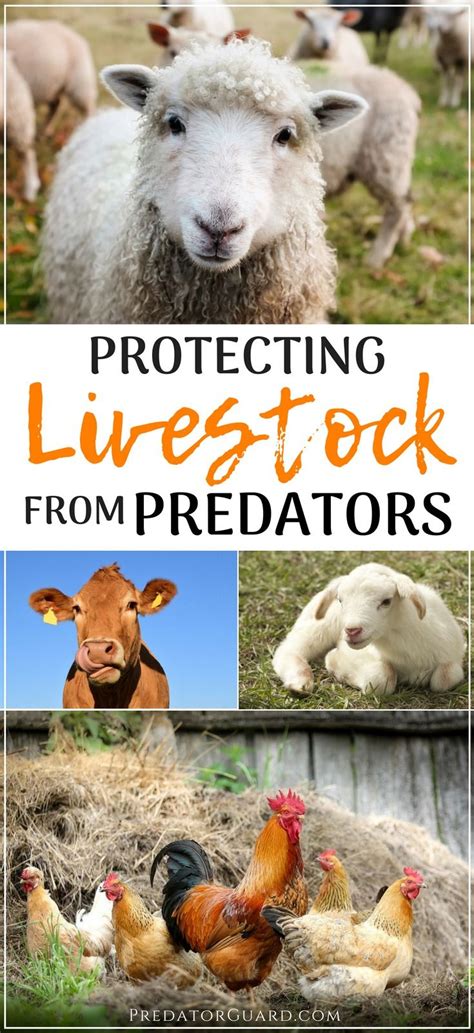 Protecting Livestock From Predators Predator Guard Predator