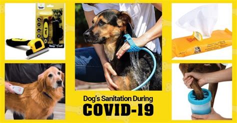 5 Devices You Need For Dog Sanitation During Covid 19 Technobark