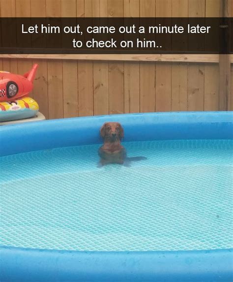 10 Hilarious Dog Snapchats That Are Impawsible Not To Laugh At Part 2