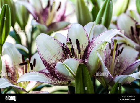 Close Up Of Lonlorum Lilies Hi Res Stock Photography And Images Alamy