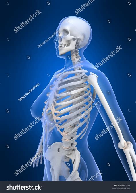 Female Skeleton Stock Photo 6667873 Shutterstock
