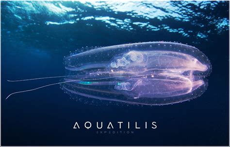 Aquatilis Expedition Book Graphics