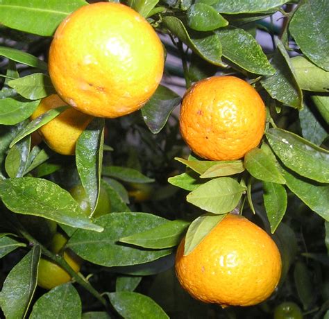 Oranger Lane Late Citrus Sinensis Sylvestre Agrumes