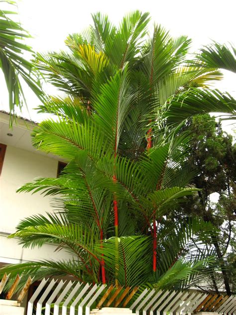Germinating Sealing Wax Palm Discussing Palm Trees Worldwide Palmtalk