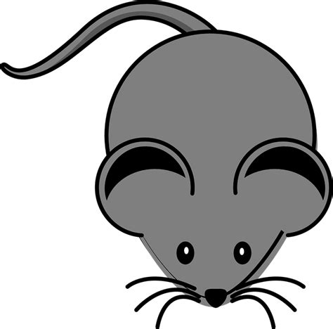 Free Vector Graphic Mouse Animal Rodent Mammal Free Image On