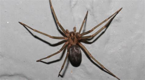 How To Get Rid Of Brown Recluse Spiders In Your Home Attic Or Garage