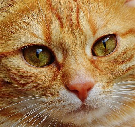 Royalty Free Photo Macro Photography Of Orange Tabby Cat Pickpik