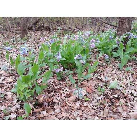 Mertensia Virginica Virginia Bluebells Buy Native Plants Native