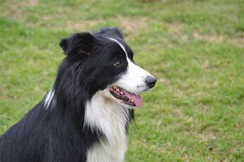 Border Collie Raza Canina Raza Border Collie Raza De Perros