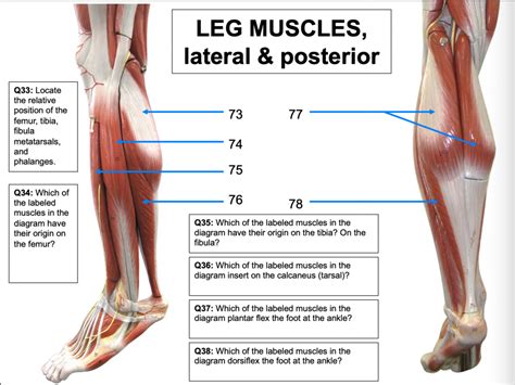 Lower Leg Muscles Lateral And Posterior Diagram Quizlet