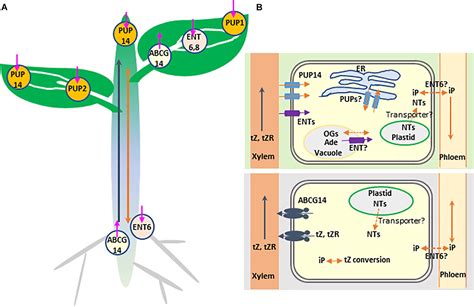 Frontiers Cytokinin Transporters Multisite Players In Cytokinin