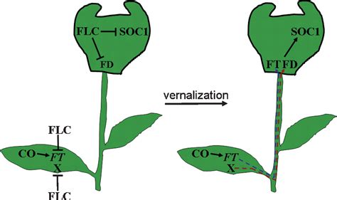 The Transcription Factor Flc Confers A Flowering Response To