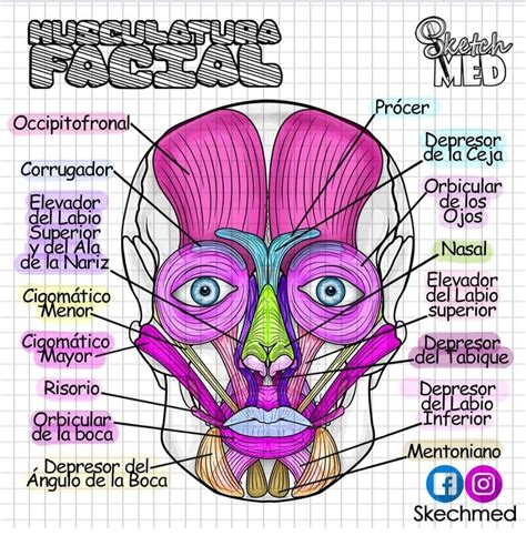 Musculatura Facial Anatomia Scrittura Frasi Cose Per La Scuola