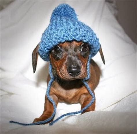 For every transaction (buy or sell) in the baby doge network, 5% of the transaction will be allocated to the existing holders. Fun Pictures of Dogs Wearing Hats
