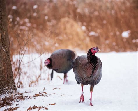 A Guide To Wild Turkeys In Ontario