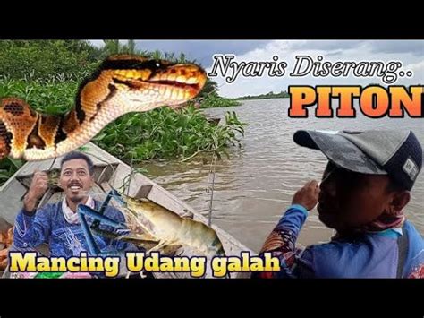 Hampir Di Serang Ular Piton Selalu Waspada Mancing Udang Galah Youtube