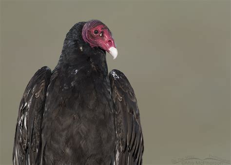 Turkey Vulture Close Up On The Wing Photography