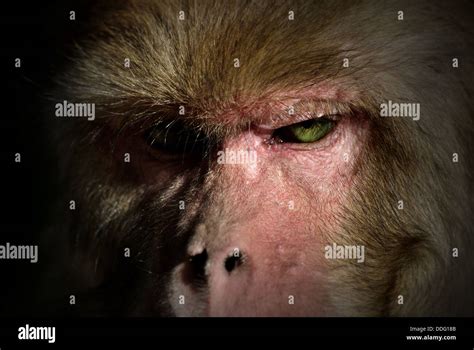 Angry Monkey High Resolution Stock Photography And Images Alamy