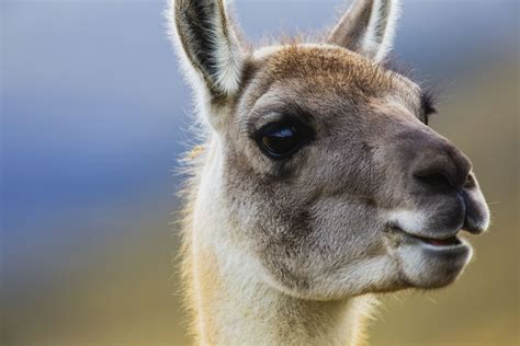 24 Fun Facts About Llamas
