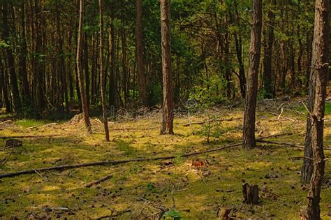 Pine Forest With Mossy Floor In Ermenonville France Stock Photo