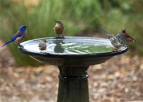 Discover Bird Bath Fountains And Why You Need One Bird Bath Bird