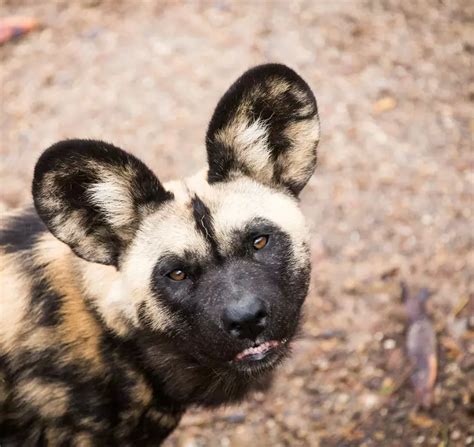 African wild dog | London Zoo
