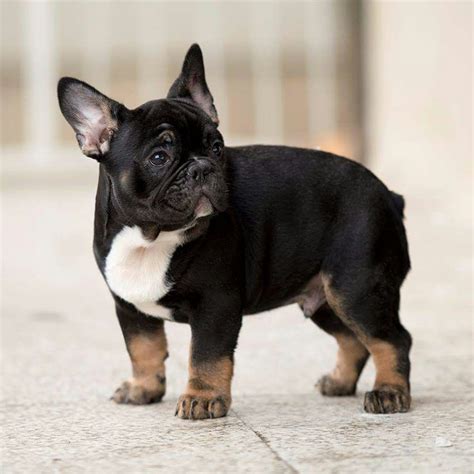Unsere kunden bewerten unsere produkte und unseren service bei trusted shops mit 4,87 / 5 sternen und bei ekomi mit 4,9 / 5 sternen. Ähnliches Foto | Süße tiere, Französische dogge ...