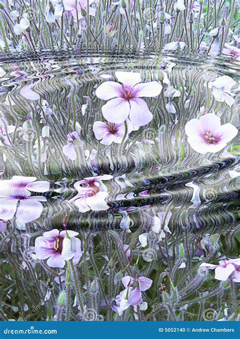 Flower Reflection In Water Stock Photo Image 5052140