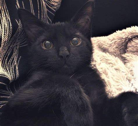 A loja do gato preto. 20 Provas de que ter um gato preto como bicho de estimação ...