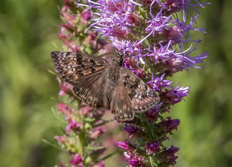 Duskywing On Liatris 1 Of 1 Michael Weatherford Flickr