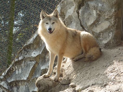 Photo Himalayan Wolf 2 Zoo And Museums Album Mike
