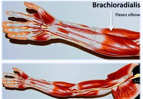 Brachioradialis Muscle Pt Master Guide Pt Master Guide
