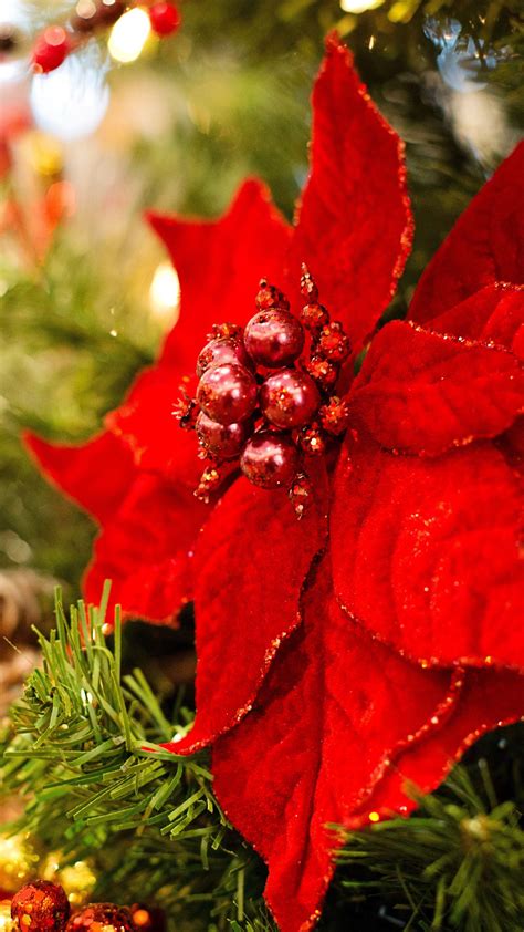 Christmas Poinsettia Wallpapers Top Free Christmas Poinsettia