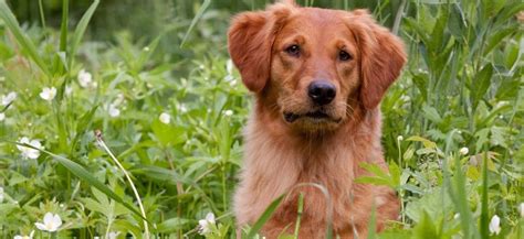 Heads Up Kennels Golden Retriever Dog Breeding And Training