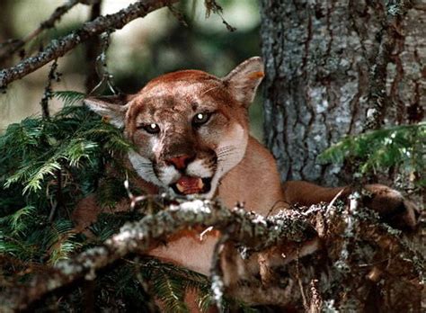 Oregon House Votes To Expand Cougar Hunting