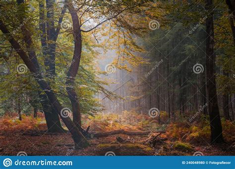 Foggy Forest At Early Morning Dawn Landscape In Dreamy Misty Forest
