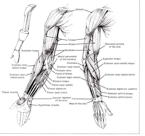 Arm Muscle Diagrams 101 Diagrams