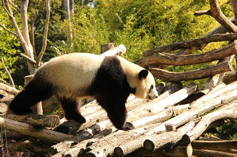 Wallpaper Pandas Bear Animal