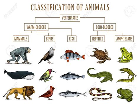 Are Fish Mammals Reptiles Or Amphibians