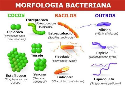 Top 162 Imagenes De Las Formas De Las Bacterias Smartindustrymx