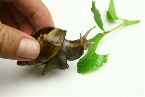 How to set up a simple terrarium. How to Wash a Pet Garden Snail's Shell: 11 Steps (with ...