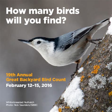 North Carolina Is For The Birds During The Great Backyard Bird Count